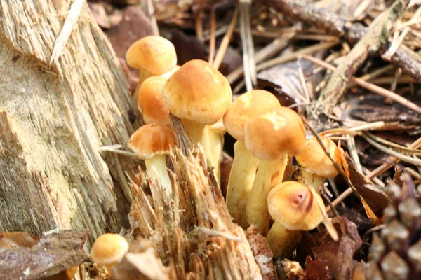 Μέλι Αγαρικό μανιτάρια μεγαλώνουν σε ένα δέντρο σε Φθινοπωρινό δάσος. Ομάδα άγριων μανιταριών Armillaria. — Φωτογραφία Αρχείου