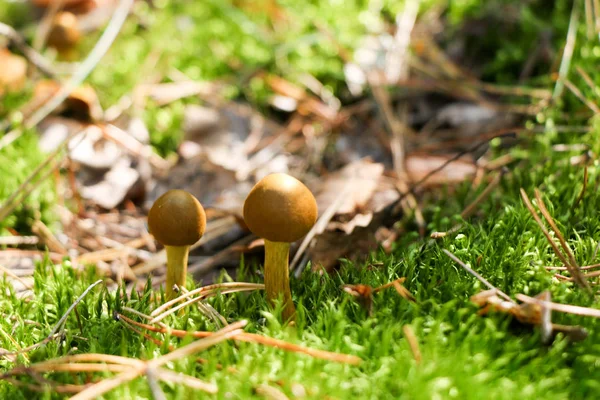 O mică ciupercă frumoasă poloneză mistreț cu picături de ploaie pe o pălărie într-o pădure tropicală de toamnă . — Fotografie, imagine de stoc