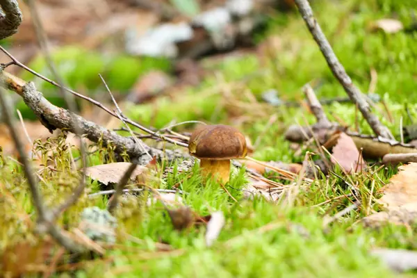 A small beautiful Polish boar mushroom with raindrops on a hat in an autumn rain forest. — Stock Photo, Image