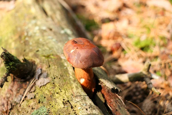 Маленький красивый польский кабан гриб с капельками дождя на шляпе в осеннем дождевом лесу . — стоковое фото