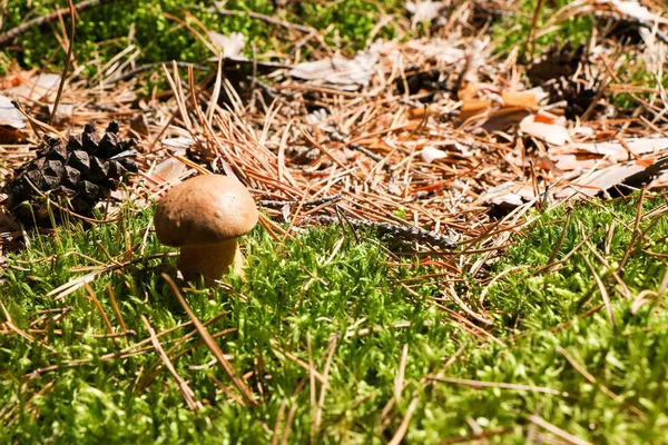 Egy kis gyönyörű lengyel vaddisznó gomba esőcseppek a kalapját, eső őszi erdőben. — Stock Fotó