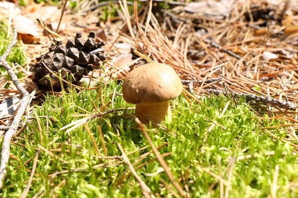 A small beautiful Polish boar mushroom with raindrops on a hat in an autumn rain forest. — Stock Photo, Image