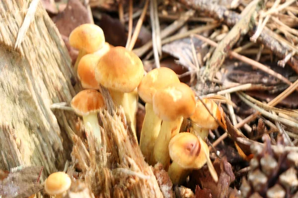 Грибы Медового Агарика растут на дереве в осеннем лесу. Группа диких грибов Armillaria . — стоковое фото