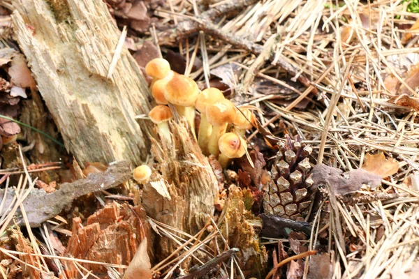 Honey Agaric houby rostou na stromě v podzimním lese. Skupina divokých houby Václavka. — Stock fotografie