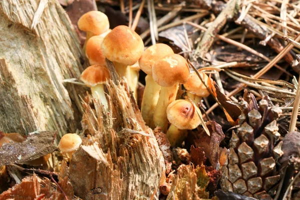 Μέλι Αγαρικό μανιτάρια μεγαλώνουν σε ένα δέντρο σε Φθινοπωρινό δάσος. Ομάδα άγριων μανιταριών Armillaria. — Φωτογραφία Αρχείου
