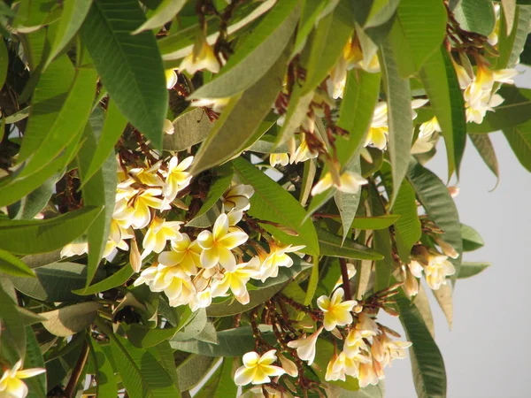 Frangipani tropische bloemen — Stockfoto