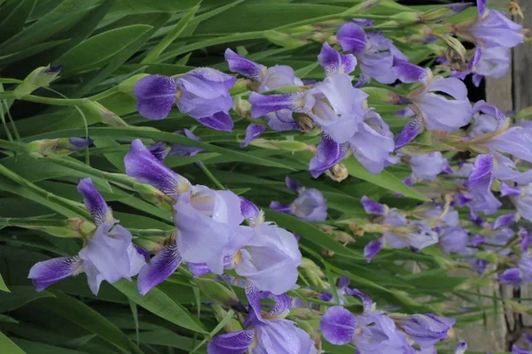 Irisblomster. En vakker vårblomst. – stockfoto