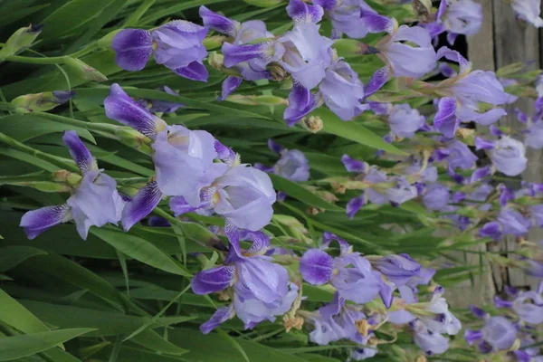 Flores da íris, uma bela flor da primavera — Fotografia de Stock