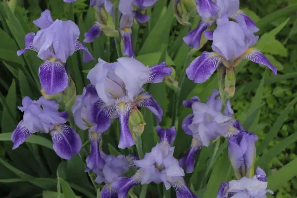 Iris flowers, un bellissimo fiore primaverile — Foto Stock
