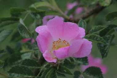 Beş Petal derin pembe köpek gül çiçek