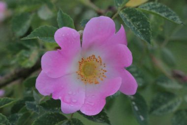 Beş Petal derin pembe köpek gül çiçek