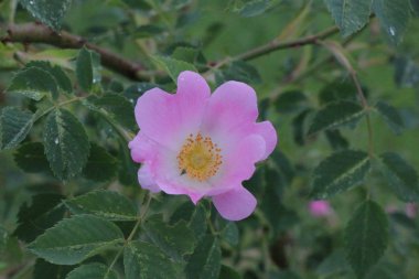 Beş Petal derin pembe köpek gül çiçek