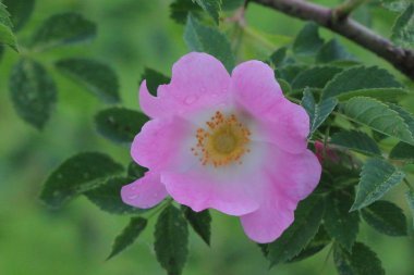 Beş Petal derin pembe köpek gül çiçek