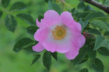 Beş Petal derin pembe köpek gül çiçek