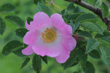 Beş Petal derin pembe köpek gül çiçek