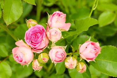çay Bahçe yaz aylarında Ukrayna gül
