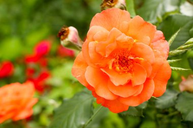 çay Bahçe yaz aylarında Ukrayna gül