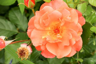 çay Bahçe yaz aylarında Ukrayna gül