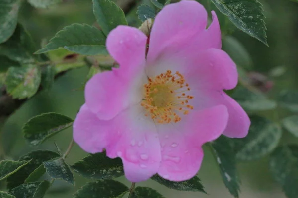 Five Petal Deep Pink Dog Rose Flower — Stock Photo, Image