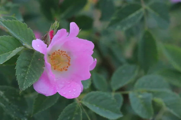 Five Petal Deep Pink Dog Rose Flower — Stock Photo, Image