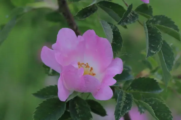 Fem kronblad djup rosa hund ros blomma — Stockfoto