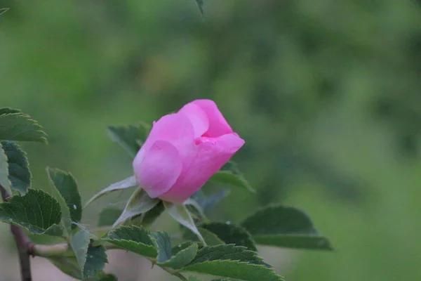 Perro rosa profundo de cinco pétalos Rose Flower — Foto de Stock