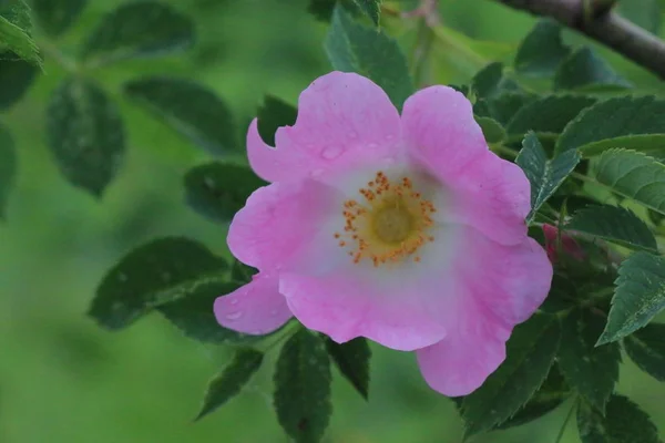 Fem kronblad djup rosa hund ros blomma — Stockfoto