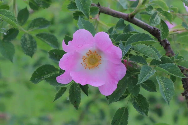 Fünf Blütenblätter tief rosa Dog Rose Blume — Stockfoto