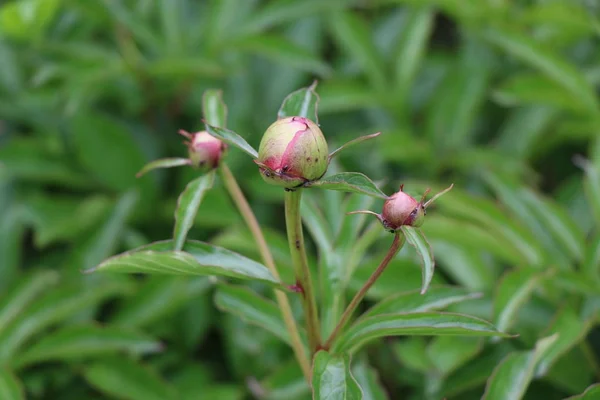 Gemme di peonia con fiore rosa — Foto Stock