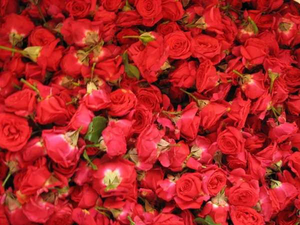 纹理的图案背景的美丽人工红玫瑰 — 图库照片