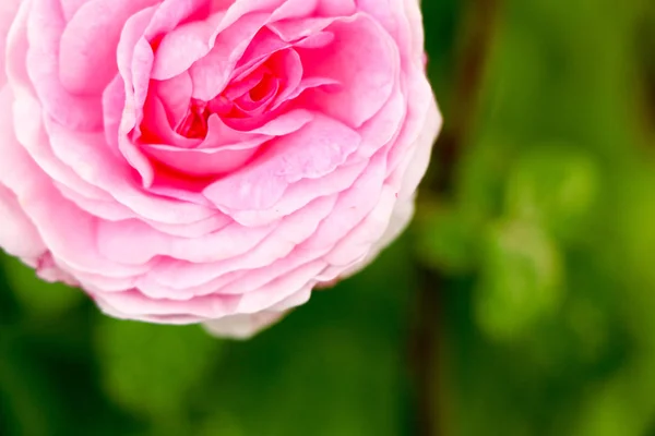 Чай розовый сад летом в Украине — стоковое фото