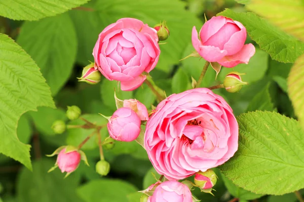 Herbata ogród różany w lecie na Ukrainie — Zdjęcie stockowe