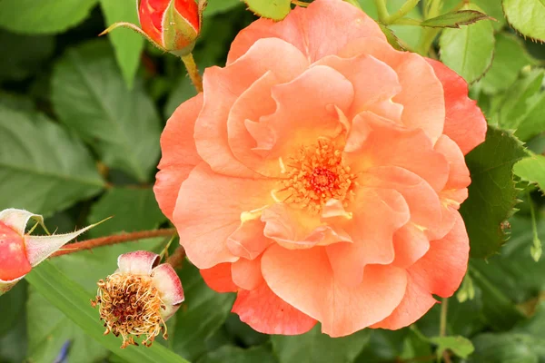 Tea rose garden in the summer in Ukraine — Stock Photo, Image