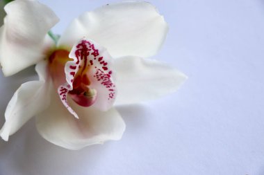 Beyaz mor damarlar orkide çiçek