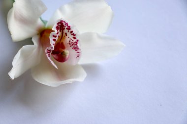 Beyaz mor damarlar orkide çiçek