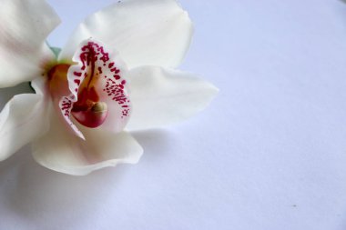 Beyaz mor damarlar orkide çiçek