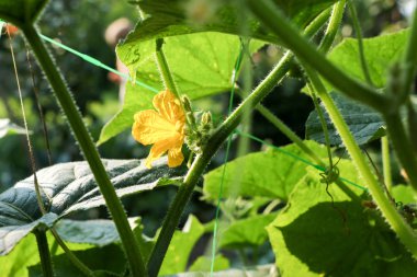 salatalık çiçekler