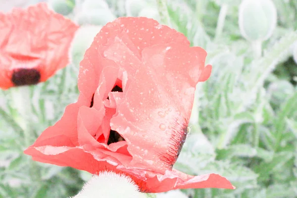 Μεγέθυνση της κόκκινο παπαρουνών λουλούδια το καλοκαίρι. — Φωτογραφία Αρχείου