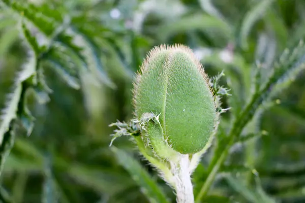 yakın çekim yaz haşhaş kırmızı çiçekler.
