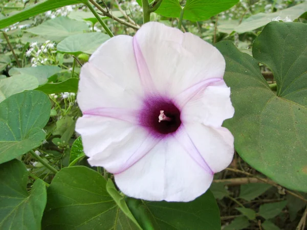 Hawaiian rose flower tropiska liana — Stockfoto