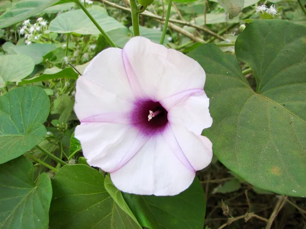 Havaiano rosa flor liana tropical — Fotografia de Stock