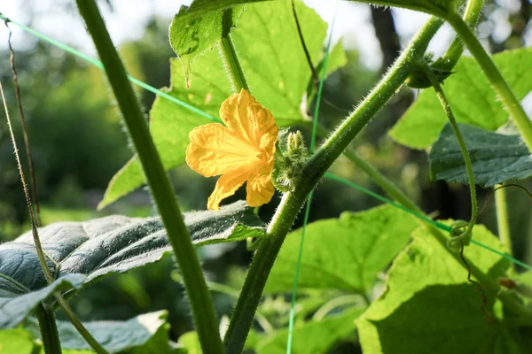 The cucumber flowers — Stock Photo, Image