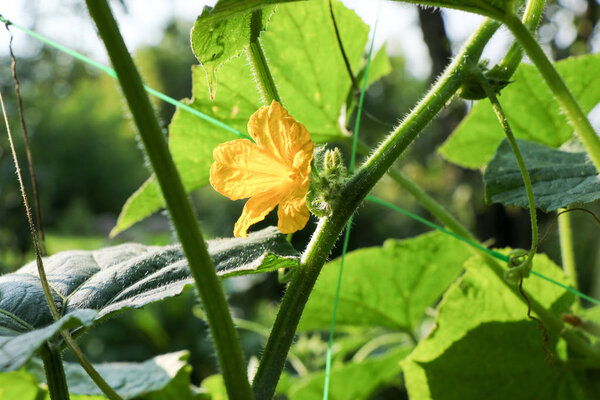 the cucumber flowers