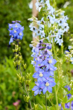 Delphiinium çiğ damlaları ile