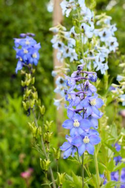 Delphiinium çiğ damlaları ile