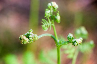 Ormanda, eko doğal Mevsimlik arka planda güneşli yaz yeşil yaprakları
