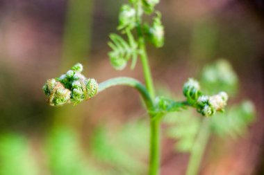 Ormanda, eko doğal Mevsimlik arka planda güneşli yaz yeşil yaprakları