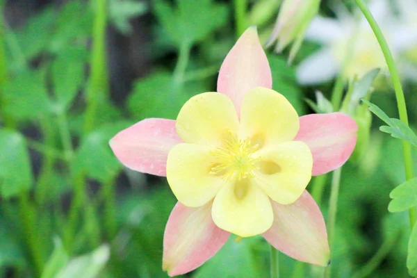 Flores da bacia hidrográfica no jardim na primavera — Fotografia de Stock