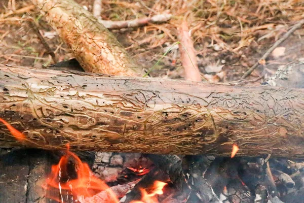 Płonące drewno opałowe w kominku zbliżenie — Zdjęcie stockowe