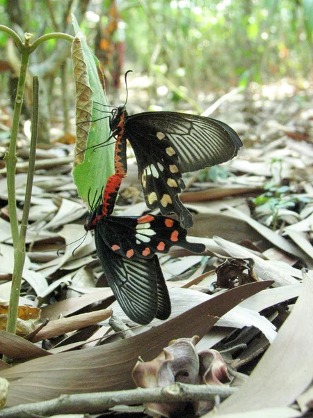 Kelebekler, dev Swallowtails çiftleşme — Stok fotoğraf